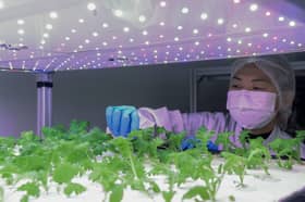 Lalui pengalaman petik sayur di pasar raya