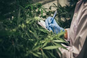 Approval for medical cannabis good news for local researchers