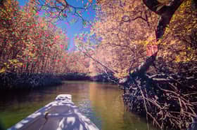 Over seven mln mangrove trees, selected species planted to protect sea swamp forests' ecosystem