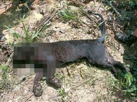 Harimau kumbang jantan serang anggota Perhilitan ditembak mati