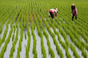 PKPS to explore padi industry to increase crop yield — MB