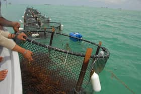 Aquaculture sector suffers RM28 mln in losses due to floods