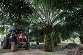 Palm biodiesel continues to face headwinds due to EU, US rules