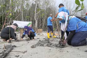 Kerajaan Negeri pantau lokasi tumpuan curi pokok bakau