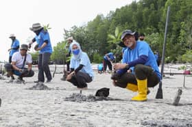 1,600 anak pokok ditanam sekitar muara, pulih habitat pesisir pantai