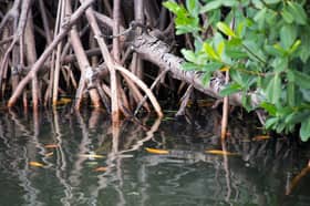 TNB plants 19,800 mangrove saplings in Manjung and Kinta since 2013