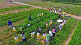 Selangor Fruits Valley tawar pakej petik buah, pengunjung boleh bawa pulang