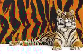 Ngauman sepi pak belang dek kemusnahan hutan