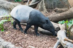 Ketsa calls on all quarters to help conserve Malayan tapir