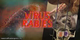 Seorang maut akibat rabies, orang ramai dinasihat cuci luka gigitan haiwan