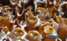 Pengusaha rugi RM20,000 sarang madu kelulut dimusnah beruang