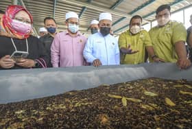 Ministry to use black soldier fly larvae in sustainable waste treatment