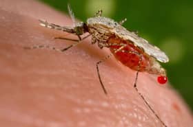 Increase in zoonotic malaria infections a new threat in Malaysia