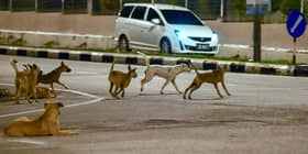 One death due to rabies reported in Selangor