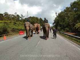 Pos Brooke Orang Asli in fear of elephant attack