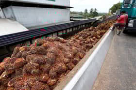 EU ban on palm oil imports in biofuel seen as biased