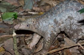 Senior Customs officer charged for withholding pangolin scales from Perhilitan