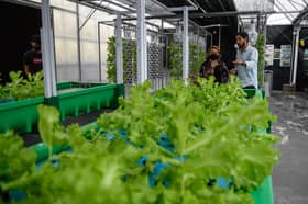 Bumbung pusat beli-belah diubah suai jadi kebun sayur organik