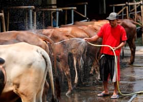 DVS: Aidiladha cattle shortage expected to be resolved soon