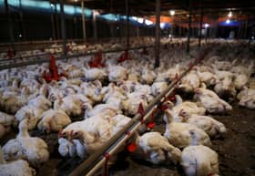Chicken ceiling price: KPDNHEP holds discussion with industry players — Nanta