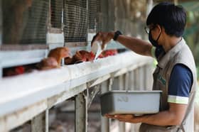 Govt to prioritise chicken supply for domestic market
