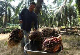 Govt aims to replant oil palm on 77,000 hectares over next five years