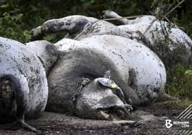 11 lembu ditemukan mati di Kampung Sungai Lekar