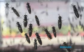 Malaysia’s climate conducive to breeding fly maggots for use as animal feed