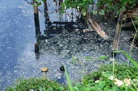 Kacau ganggu lalat, MPKS kompaun pemilik kolam ternakan ikan