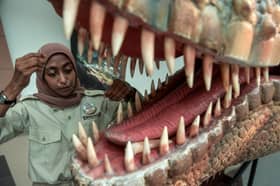 Renjer jadi tukang jahit, rawat dinosaur 'cedera' demi peminat haiwan prasejarah