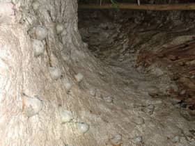 Maqis foils attempt to smuggle bird's nest to Vietnam