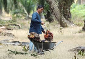 Govt to allow plantation sector to hire foreign workers — Minister