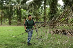 Malaysia's palm planters eye robots, drones to combat labour crunch