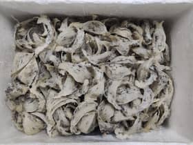 Maqis Selangor patah cubaan seludup 40kg sarang burung ke Vietnam