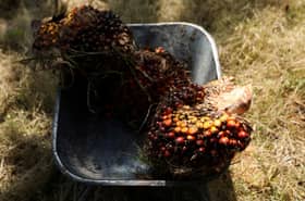 Malaysian palm oil stocks to drop as output slows, exports rise
