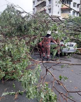 Empat kenderaan rosak dihempap pokok di Pandan Jaya