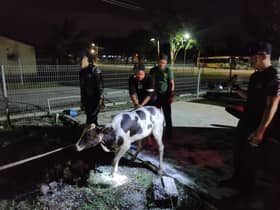 EXCO: Enakmen kawal ternakan berkeliaran dimuktamad sebelum 31 Disember ini