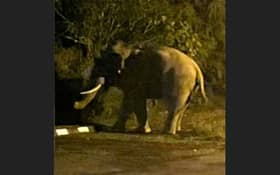 Orang Asli teen boy killed in elephant attack