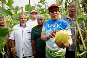 RM200,000 dibelanja perluas program rumah hijau tanaman Melon Selangor