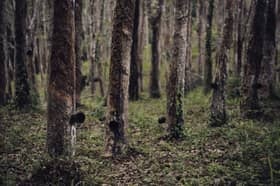 Rubber market ends higher, tracking gains in Japanese rubber futures