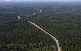 Indonesia to develop oil palm plantation in South Papua to boost biodiesel production