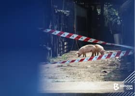 Selangor perketat kawalan keluar masuk khinzir, elak wabak merebak