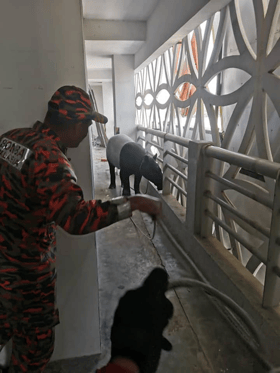 Tapir sesat di parkir tingkat lima hotel ditangkap, dihantar ke Zoo Melaka