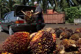 Palm oil industry expected to benefit from Johari Ghani's Cabinet appointment