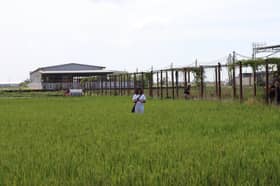 Sekinchan terima pelancong sekali ganda selepas lebuh raya baharu siap