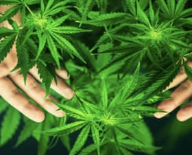 Govt to wait for MOH's input before deciding on medical use of cannabis — PM Anwar