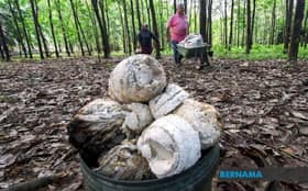 Kerajaan salur RM446 juta bantu lebih 200,000 pekebun kecil getah sejak 2015