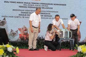 Taman Kucing tempat kumpul, lindung, individu digalak bawa pulang