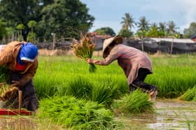 MAFS to streamline hybrid paddy seed production facilitation