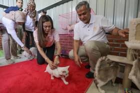Cat Park place to gather, protect, adopt strays